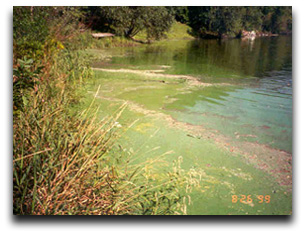 Eutrophic Lake